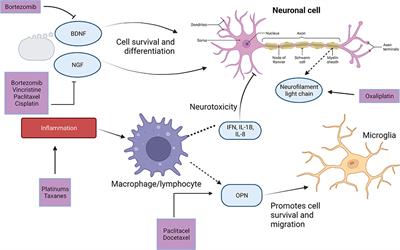 Biomarkers of Chemotherapy-Induced Peripheral Neuropathy: Current Status and Future Directions